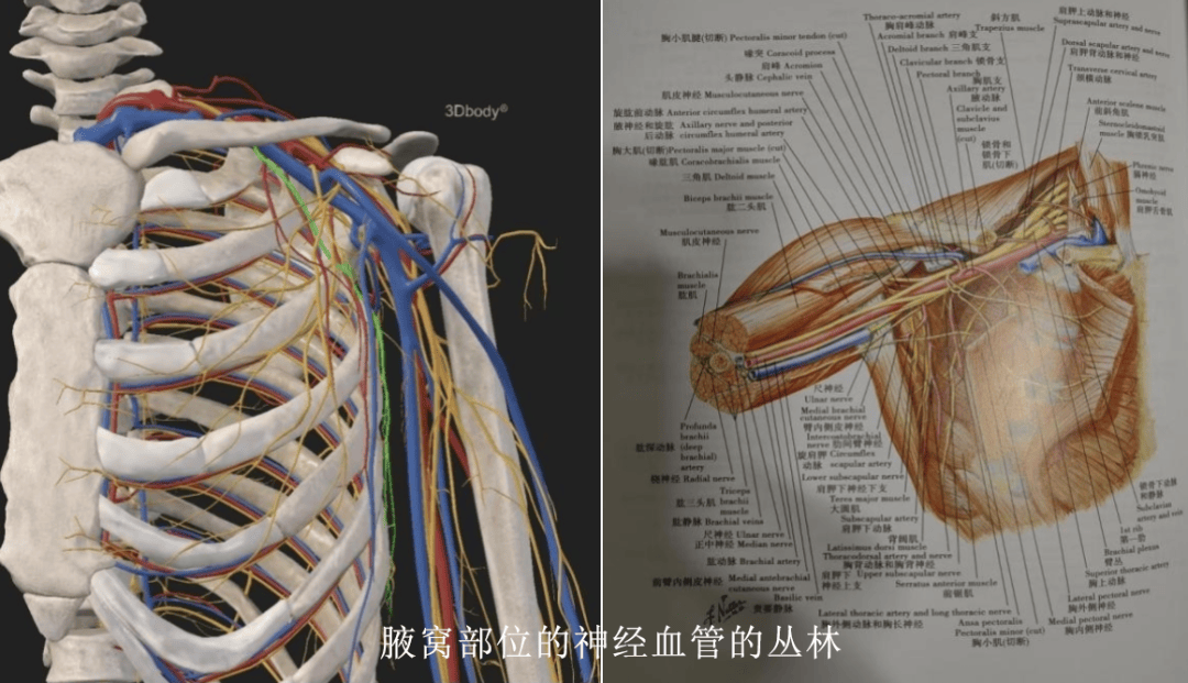 四平首例 | “穿过神经血管的丛林”——骨科疾病诊疗中心完成首例“腋窝入路治疗肩胛骨关节盂骨折手术”_患者