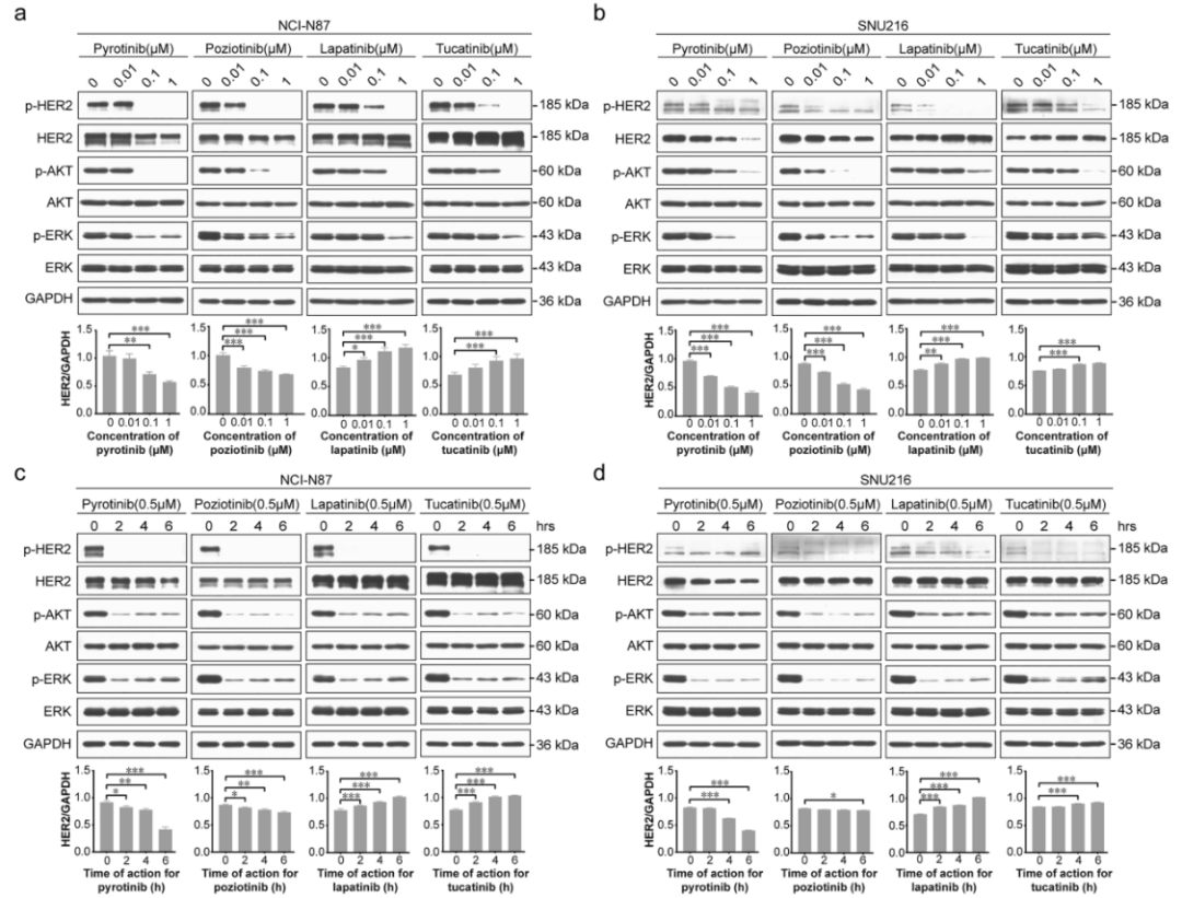 阐明分子机制与治疗协同作用：不可逆HER2-TKI联合T-DXd增强胃癌抗HER2治疗
