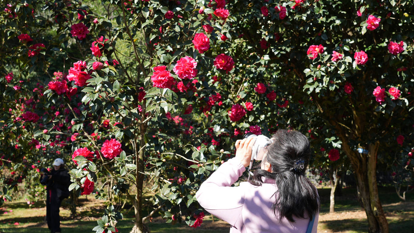 新春走基层｜腾冲茶花园免费开放，数千株茶花绽放迎客