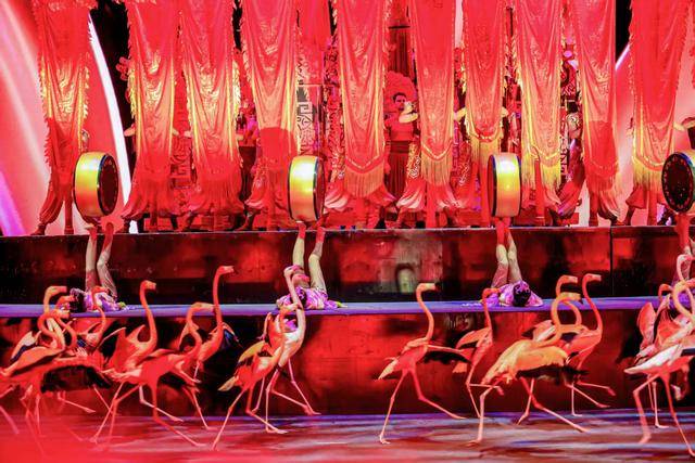 共赴“鲸”奇新年之约！横琴长隆海洋国际艺术节启幕