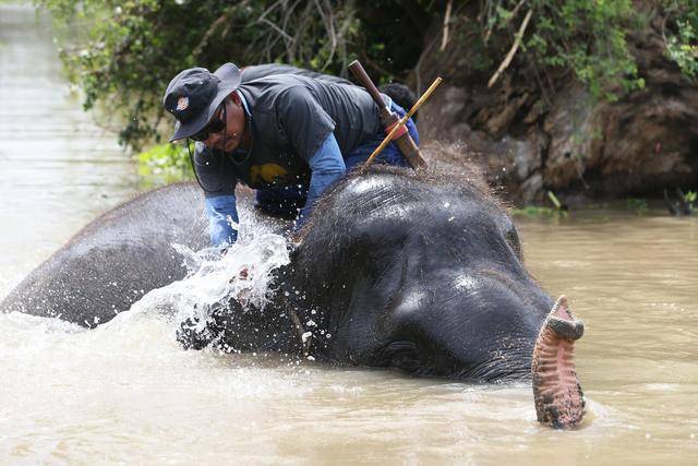 缓和人象冲突，泰国为野象接种避孕疫苗