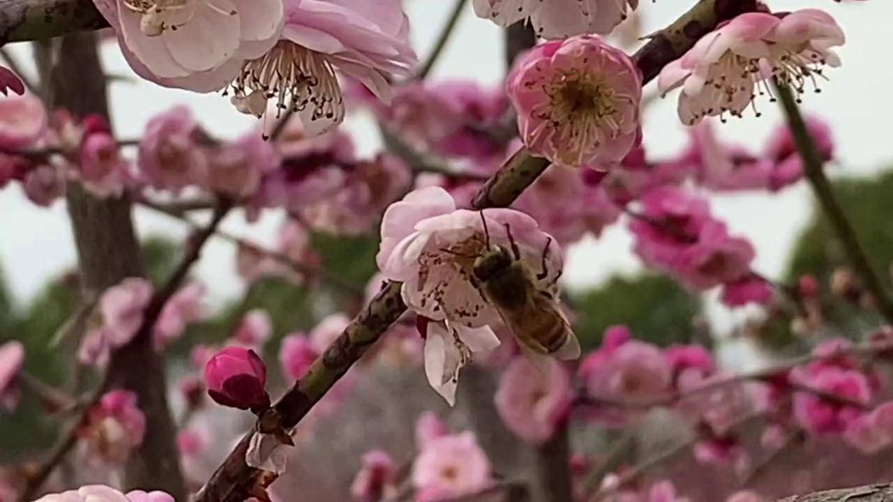 春已到,梅已开,万事奔马而至