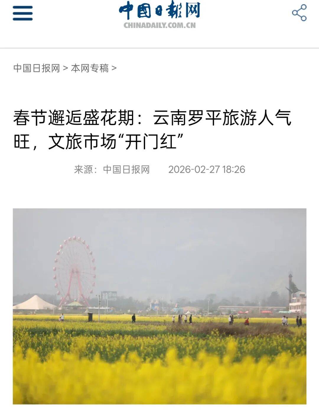曲靖罗平金色花海顶流春色出圈