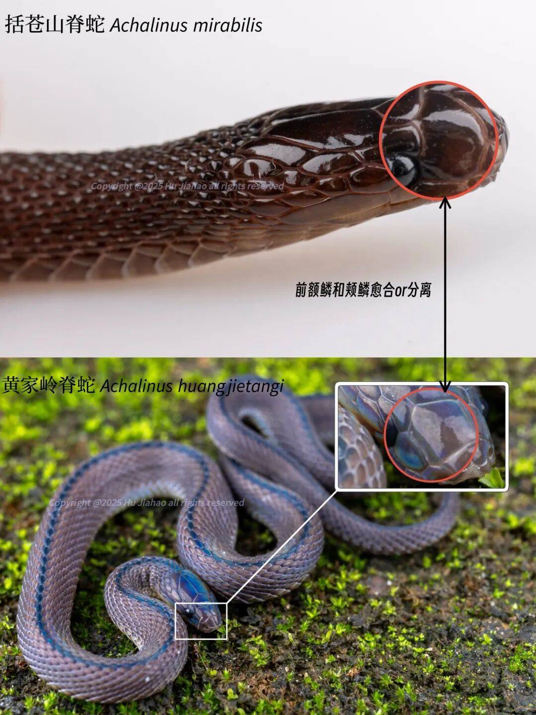 17岁高中生发现新物种括苍山脊蛇，与他人联合发文登上SCI，当事人回应：父母都是普通人，全凭热爱坚持