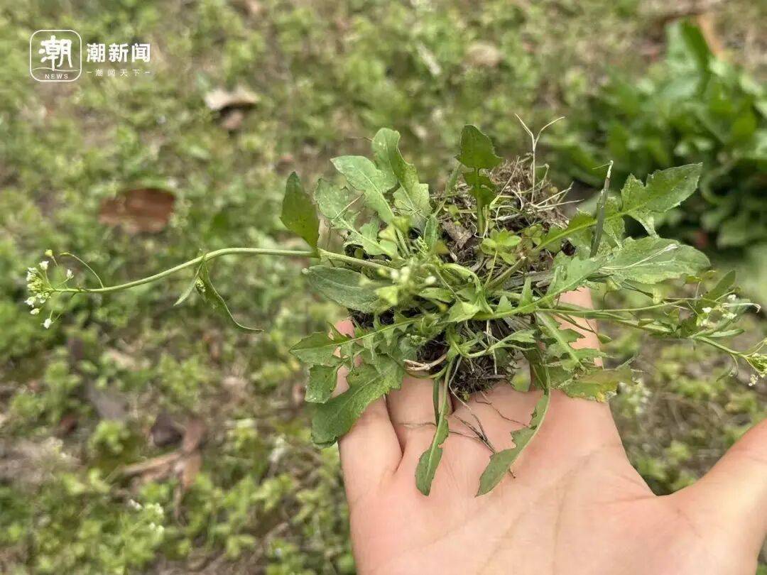 挖了半天全白挖！杭州网友晒“假荠菜”：长得很像吃起来不对味！专家教你一眼分辨