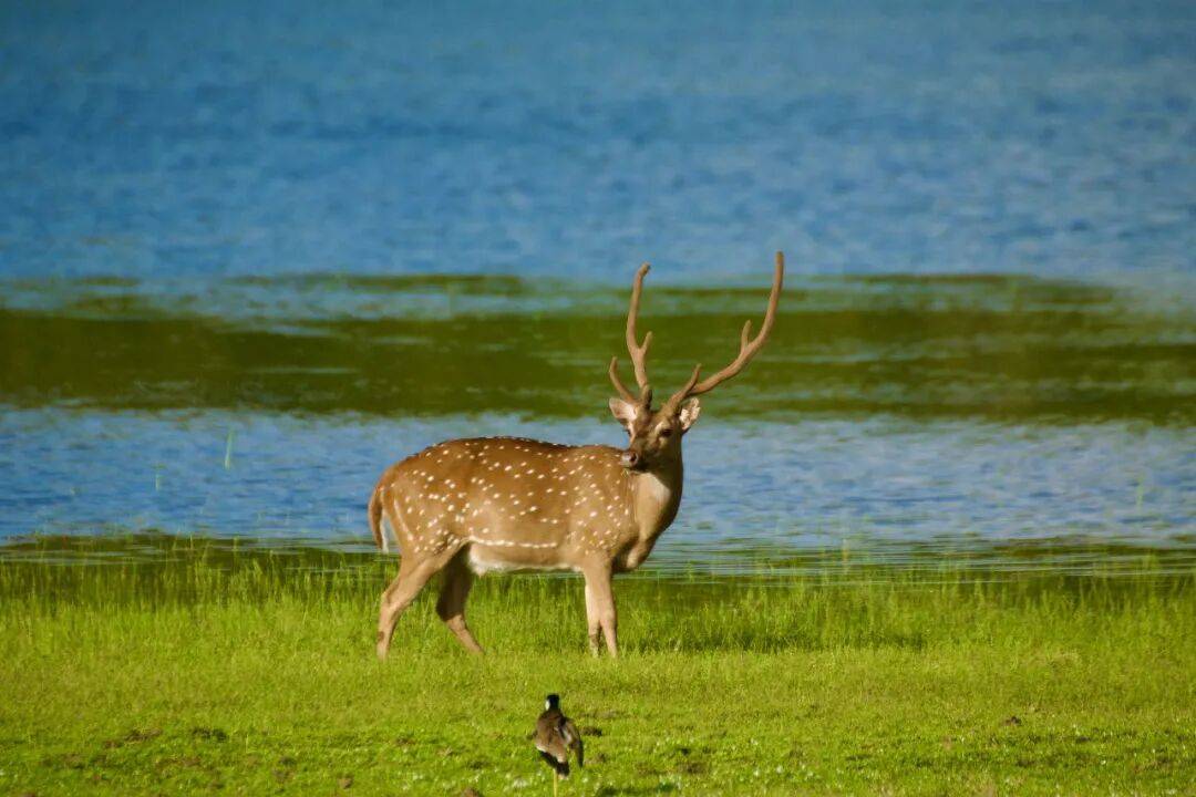 电驱美好绿润河山比亚迪叉车的生态担当(图1)