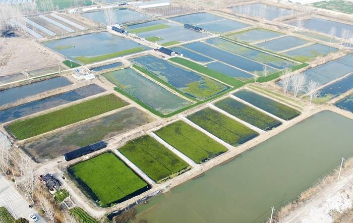 淮安清江浦区:“生态种养”带旺特色产业_二河_种植户_油菜