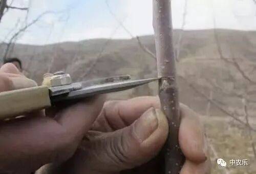 果树刻芽环切正当时!_董建喜_平台_花露