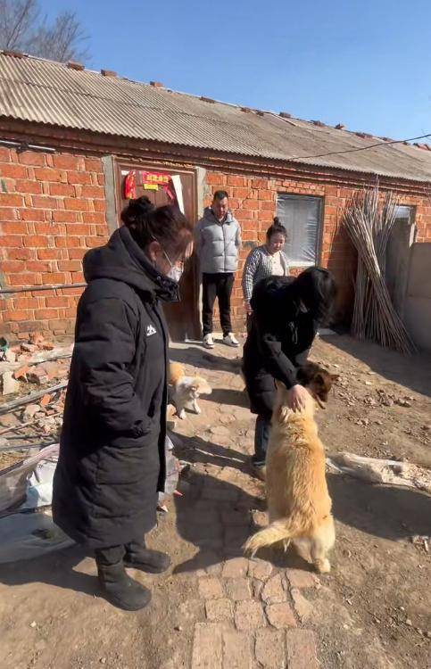 长春7只被偷小狗结伴逃亡17公里回家，志愿者讲述救援经过：柯基犬二次被关后逃跑，主人顺藤摸瓜找到其它爱犬