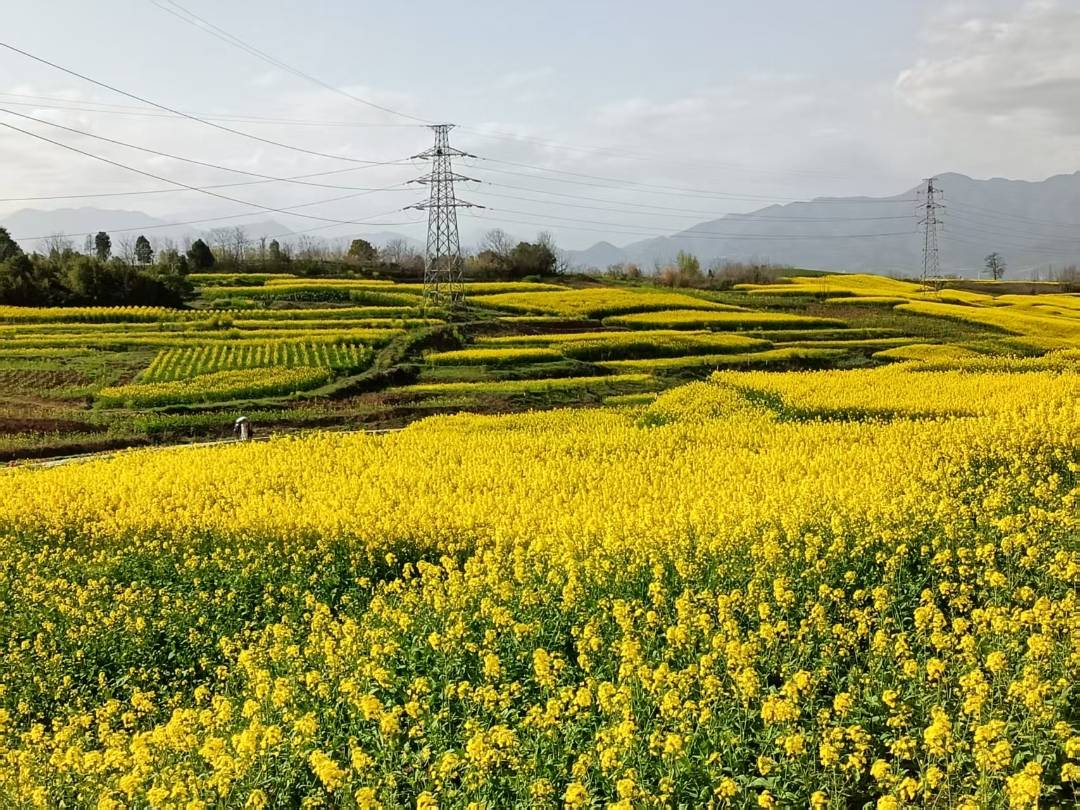 2026最美油菜花海汉中旅游文化节启幕_活动_汉台区_文旅