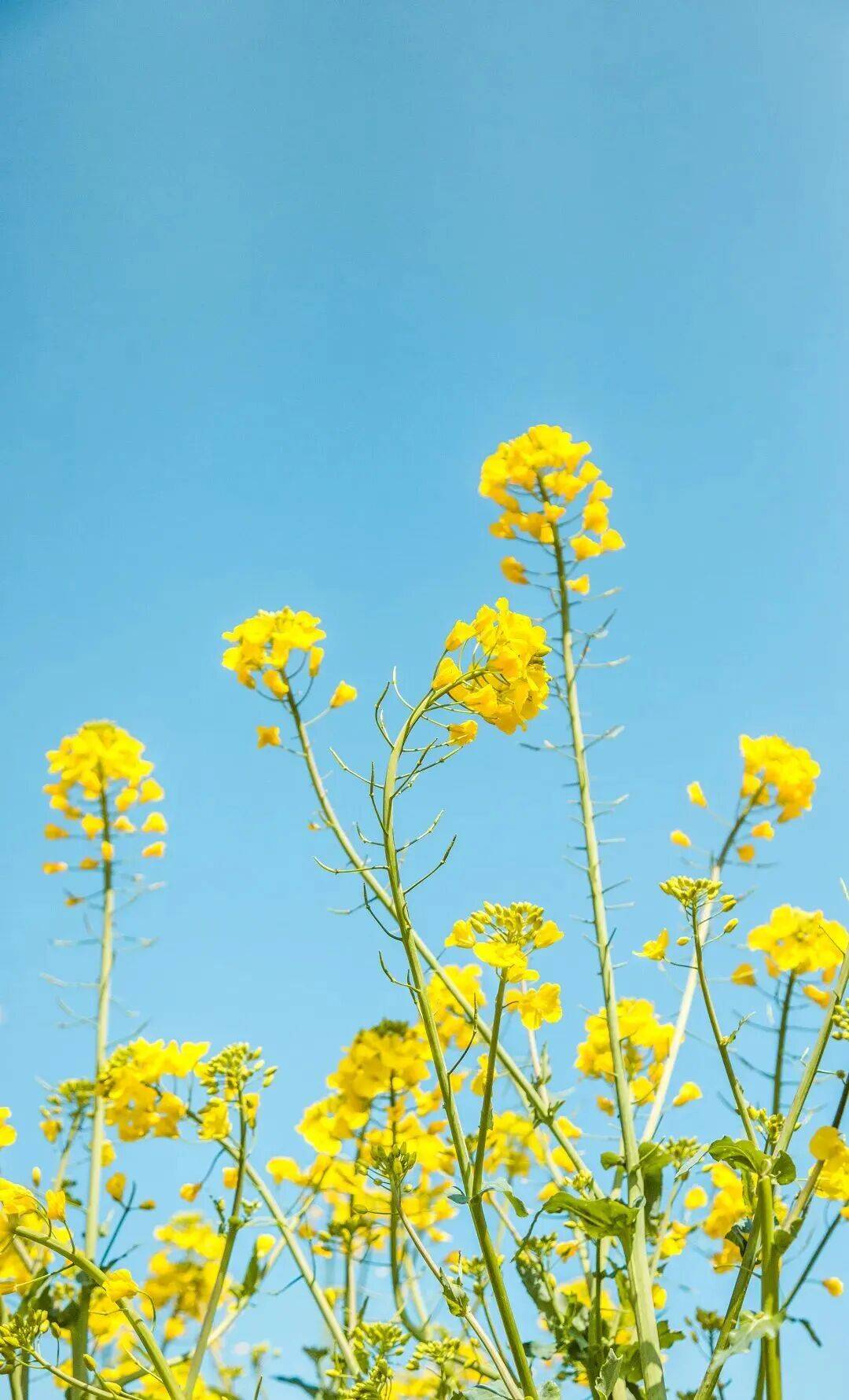 春日顶流请锁定花溪