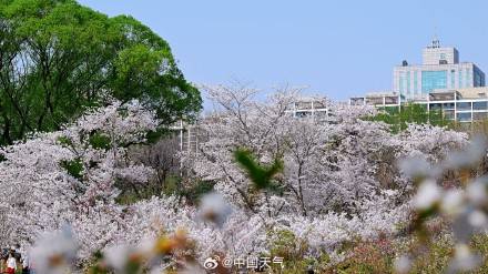 花开如云！北京玉渊潭樱花进入盛花期