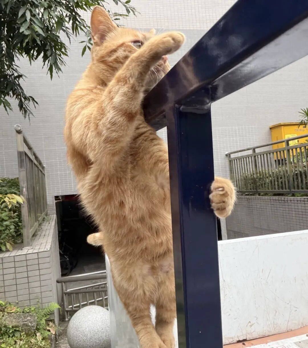 一只自律到可怕的猫栏杆都被它扒出肌肉了