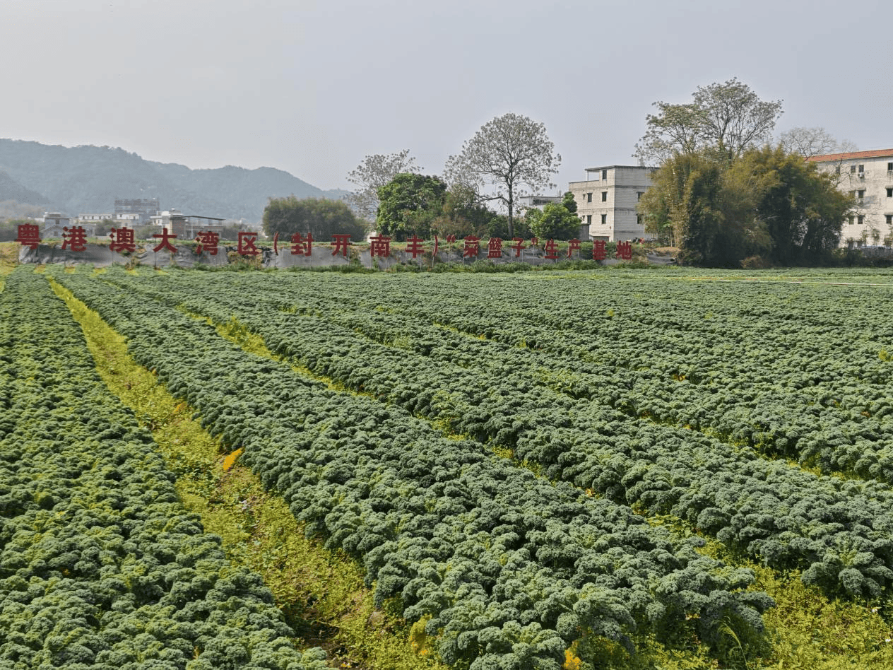 好蔬菜在南丰，订单农业助封开蔬菜“行销天下”