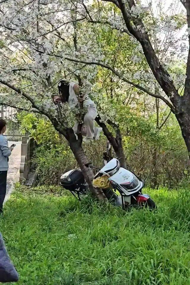 上海一游客爬上樱花树拍照,把树给压倒了;网友:想到树枝会断,没想到整棵树给干倒;公园:已掌握此事,被压倒的樱花树有20多年树龄_顾村_视频_杨晓蕊