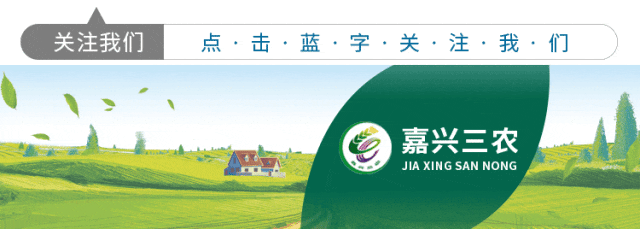 盆栽蔬菜，你见过吗？