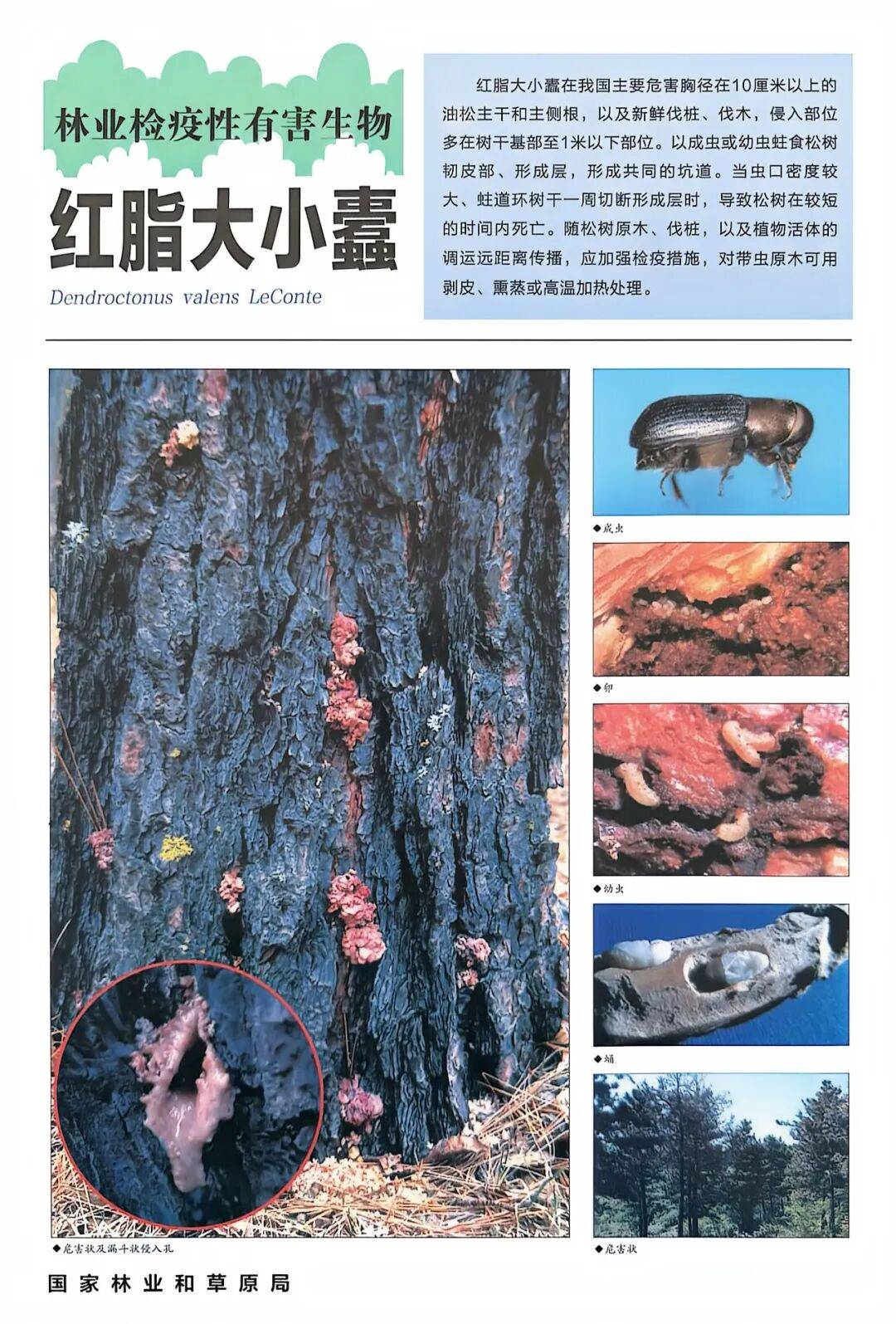 防控发现树叶上的白色网幕及时剪除并烧毁;成虫期可利用黑光灯诱杀