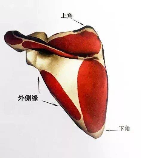肩胛内侧缘、上角、下角的骨性标志及触诊_位置_进行_疾病