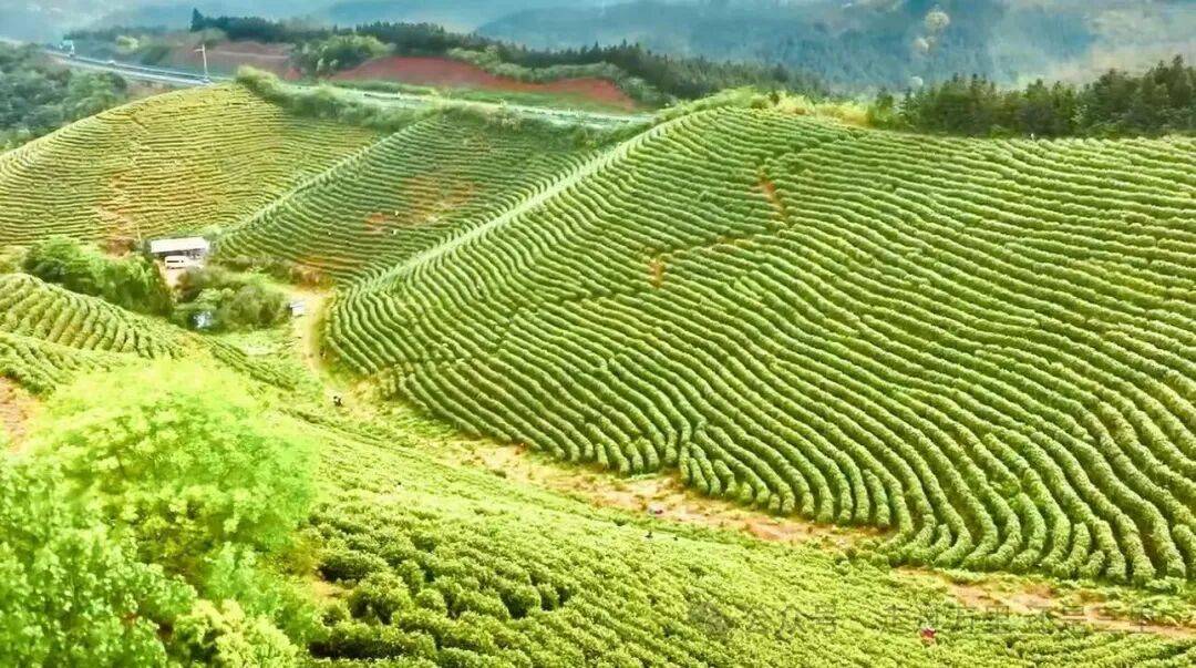 奶白茶的种植前景