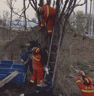 北京一男子夜晚爬树摘香椿掉落被卡，次日清晨才被发现，肢体受压、倒挂悬空达7个多小时……