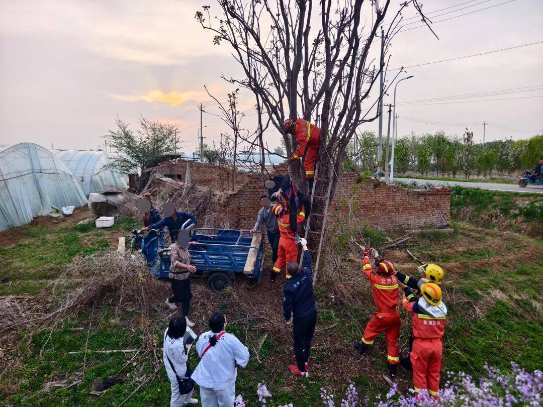 北京一男子夜晚爬树摘香椿掉落被卡，次日清晨才被发现，肢体受压、倒挂悬空达7个多小时……