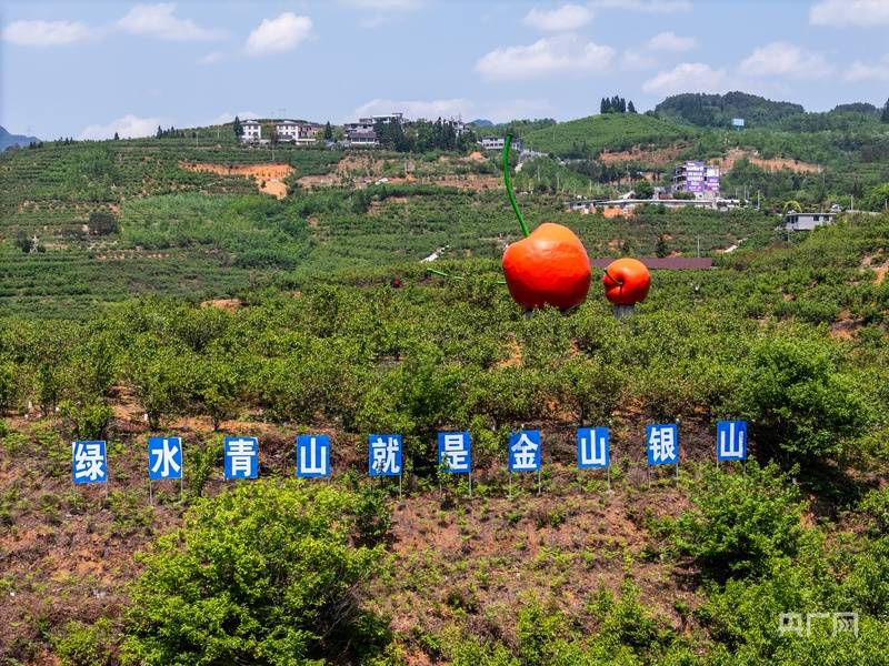 乡村振兴看贵州丨一颗玛瑙红 点亮乌蒙春