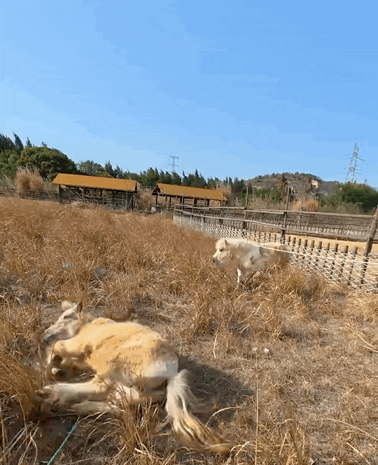 00后美女辞职，承包了一个动物园，100万网友：能入股不？