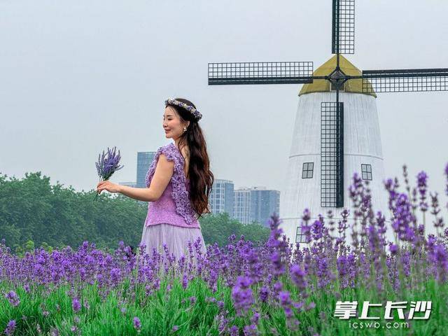长沙版“普罗旺斯”来了！28万平米紫色花海等你打卡丨组图