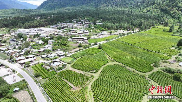（滇藏公路50年）西藏易貢茶場蝶變 茶香飄出文旅新天地