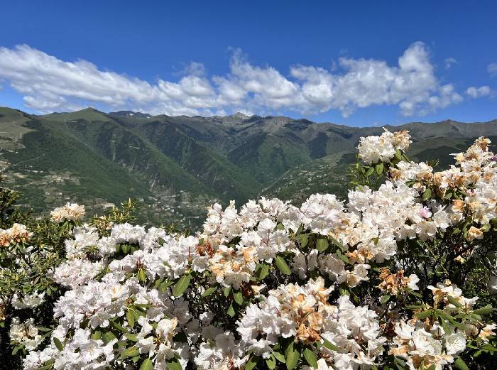 丹巴县太平桥乡杜鹃花文化活动启幕