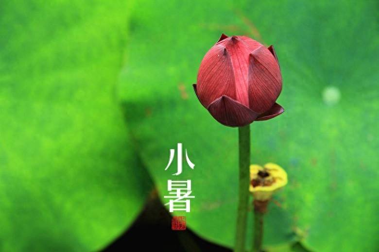“小暑三不吃，吃了夏难安”7月7日小暑，3不吃指啥？ 要懂得忌口