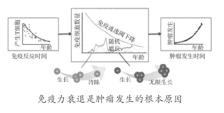 免疫衰老与肿瘤风险：科学抗衰的关键防线
