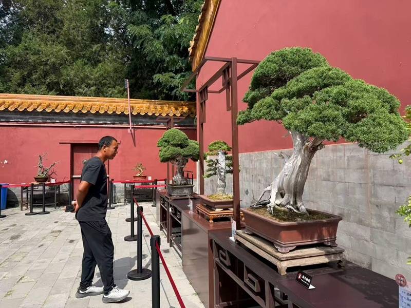 京津冀盆景艺术展开幕 近300盆精品盆景亮相景山公园