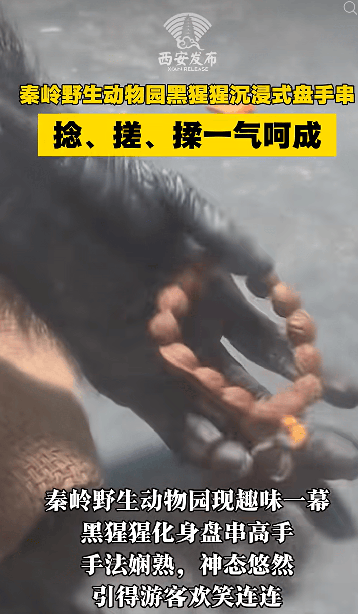 秦岭野生动物园一只会盘文玩的猩猩走红，饲养员：没有教过它，没想到盘得这么人模人样