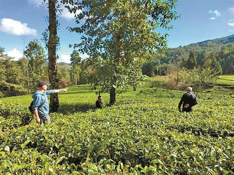 清风拂过 茶山又绿