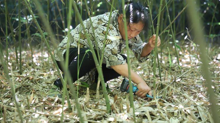 坐等尝鲜！国家地理标志产品“兴文方竹笋”即将上市