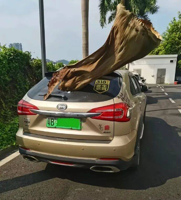果然南方只有人小，其他什么都大！[11P]