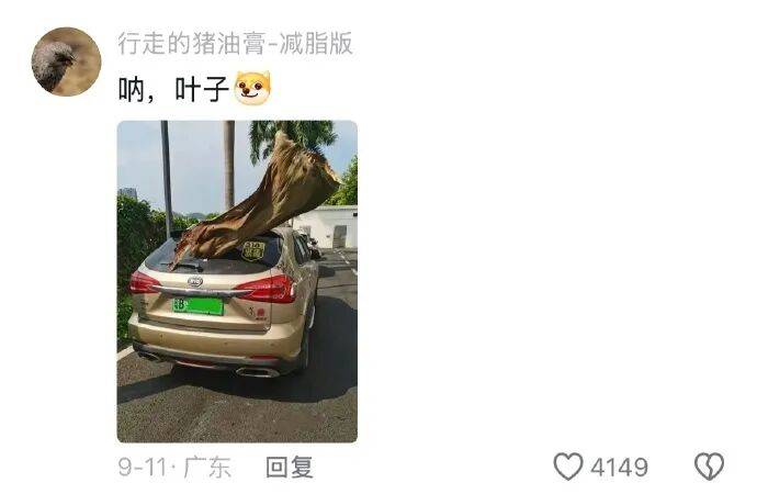 果然南方只有人小，其他什么都大！[11P]
