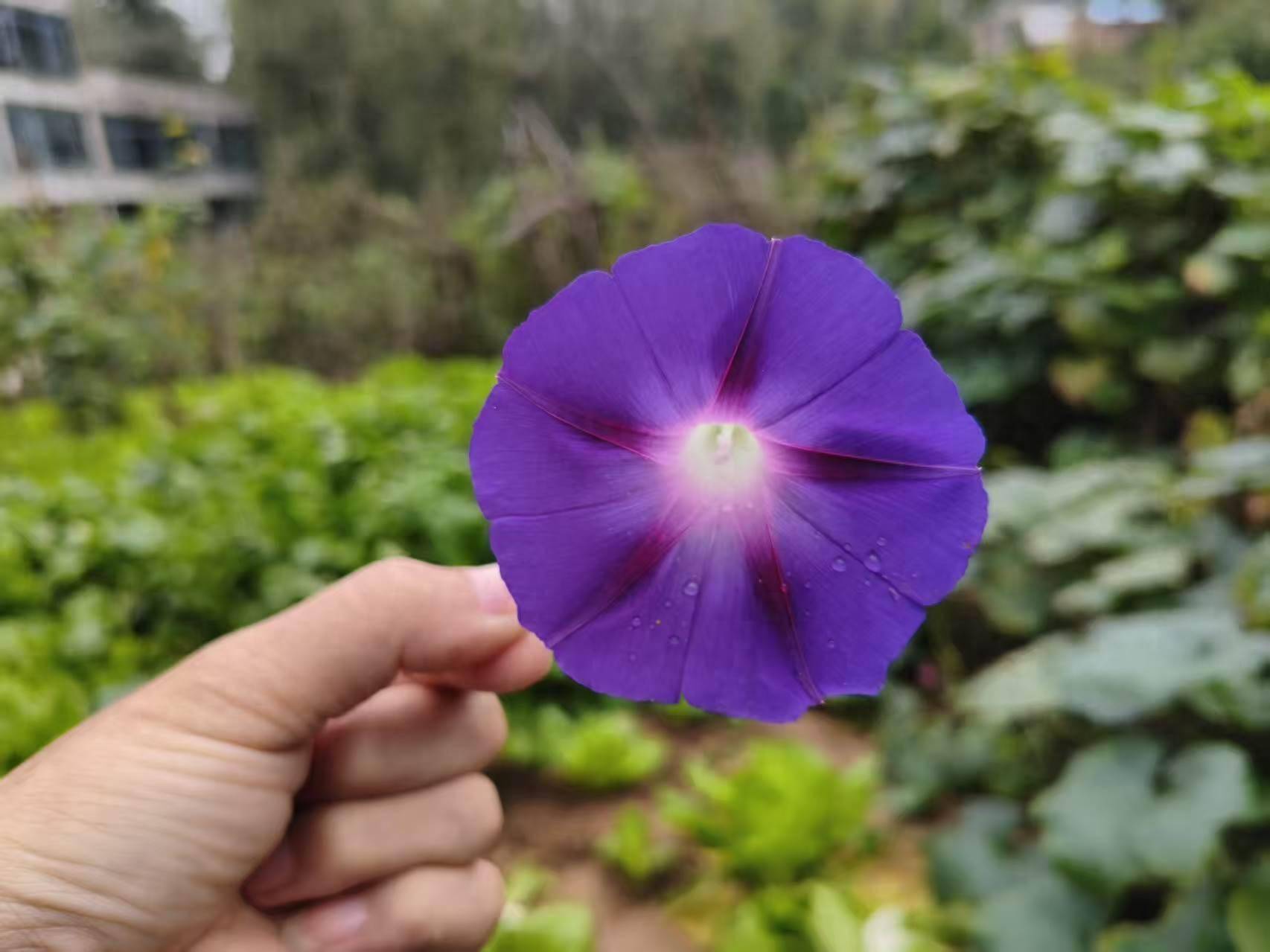 王芳：野花颂 