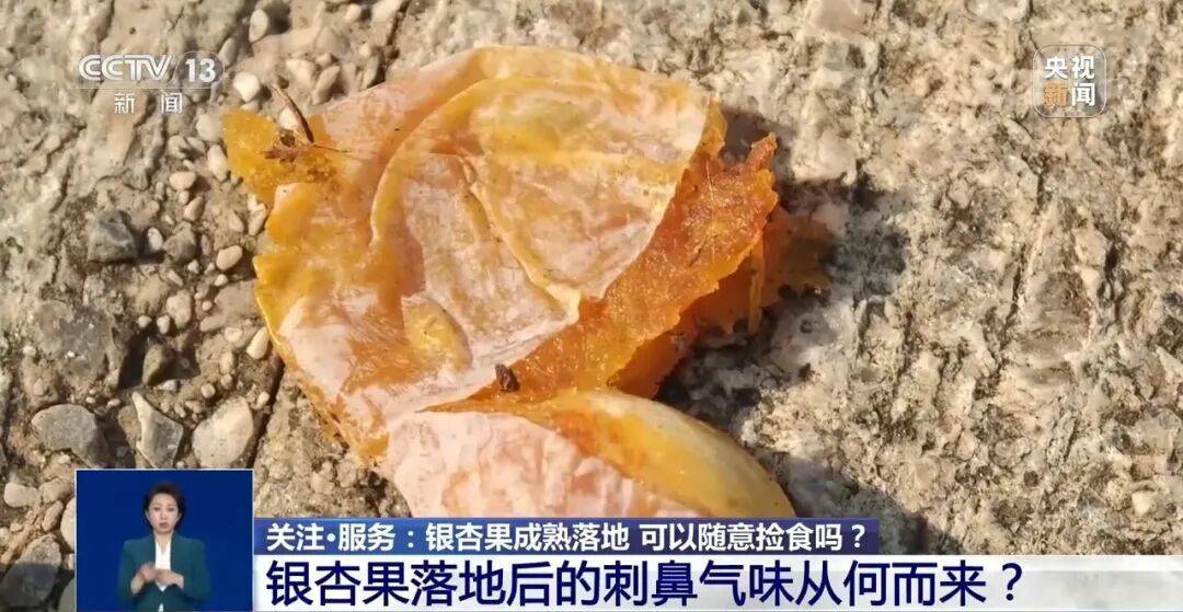 真相:冲上热搜!《知否》里银杏果有毒不是瞎编的,加热了再吃也可能中毒,千万别超这个量→(图5) 真相:冲上热搜!《知否》里银杏果有毒不是瞎编的,加热了再吃也可能中毒,千万别超这个量→(图5)